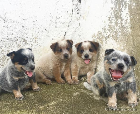 Magnifiques chiots Bouvier australiens 