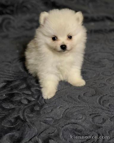 Chiots de race spitz Nain