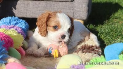 Adorables bb Cavalier King Charles cherche une famille.