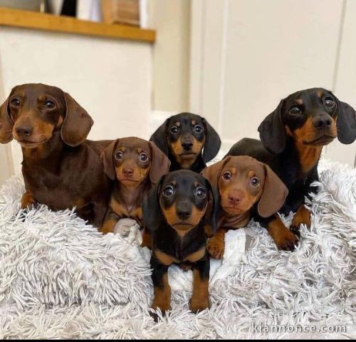 Chiots d’apparence Teckels 