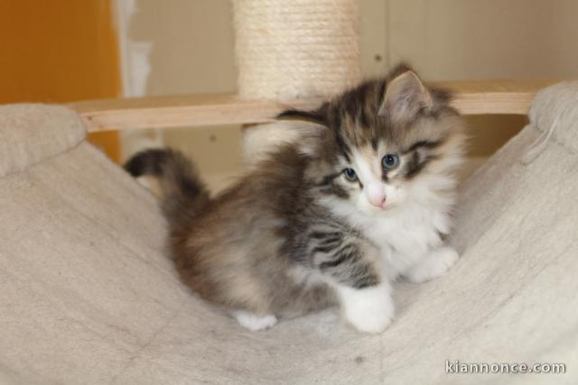 Chatons Norvégien Disponible