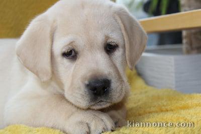 chiots labrador retriever disponible de suite