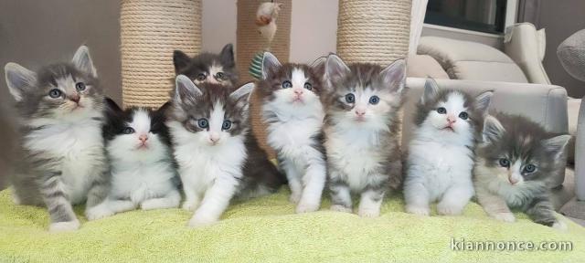 Chatons Norvégien a Donner