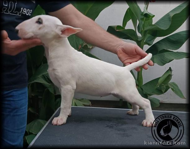 Bull terrier chiots à vendre