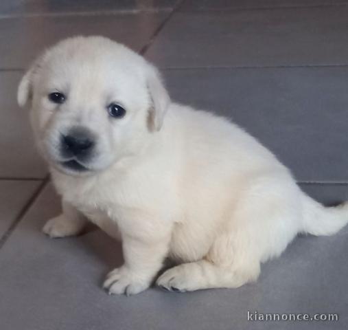 Magnifiques Chiot labradors a donner