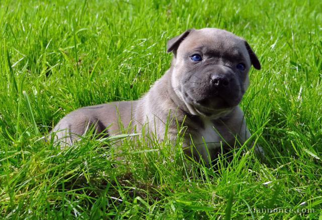 Chiot american staffordshire terrier a donner