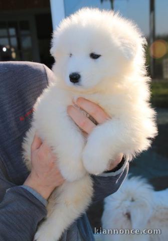 Chiots samoyede  a donner