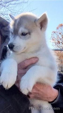 Chiot Siberian Husky a donner