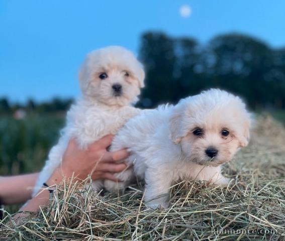 Chiot coton de tulear LOF a donner