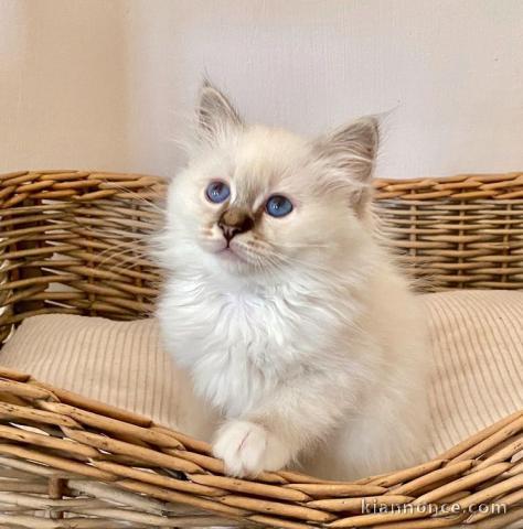 chaton sacré de birmanie a donner