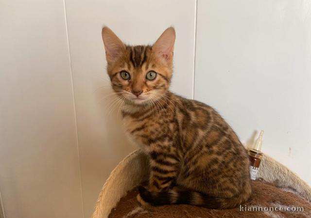 Chaton bengal  a donner