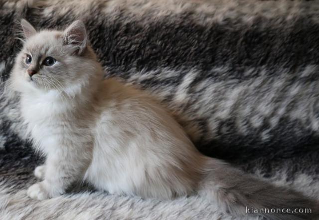 chaton Sibérien a donner