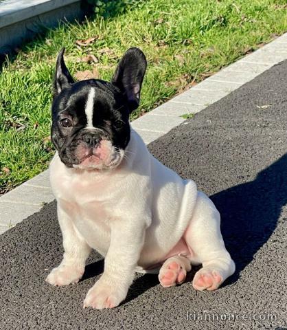 Chiot Bouledogue Français lof a donner