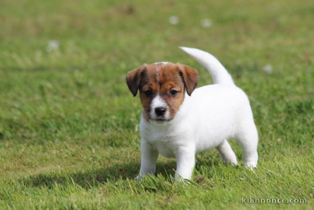 Chiot jack russell lof a donner