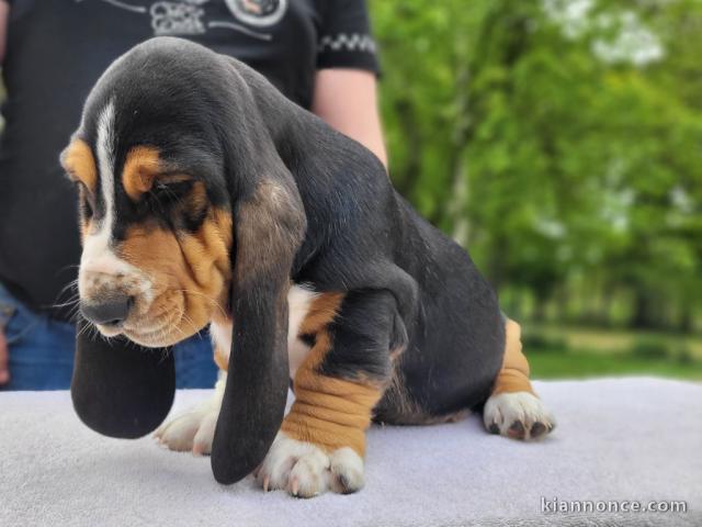 Chiots Basset Hound a donner