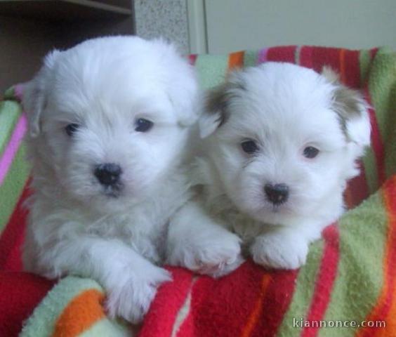 Chiot coton de tulear LOF a donner