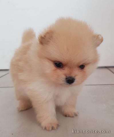 chiot Spitz allemand a donner