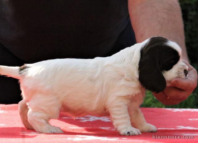 chiots cocker anglais a donner