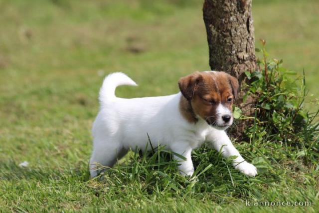 Chiot jack russell lof a donner