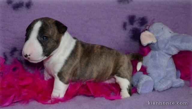 Chiot Bull Terrier lof a donner