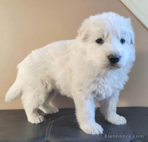 chiot berger blanc suisse à donner