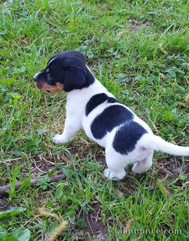 Chiot jack russell lof a donner