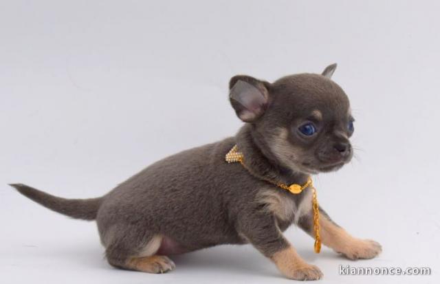 Chiot chihuahua  a donner