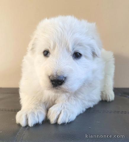 chiot berger blanc suisse à donner