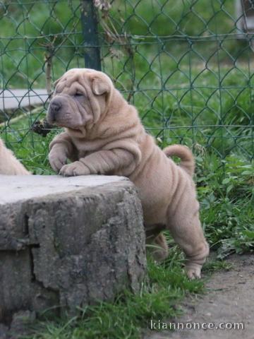 chiot Shar Pei a donner