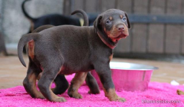 Magnifique chiots dobermann a donner