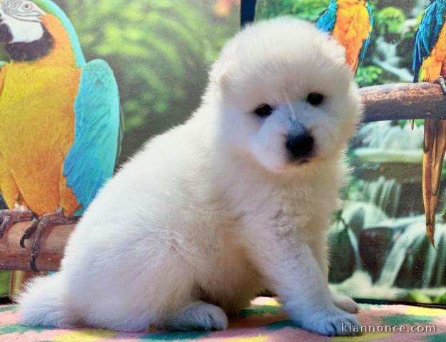 Chiots samoyede  a donner