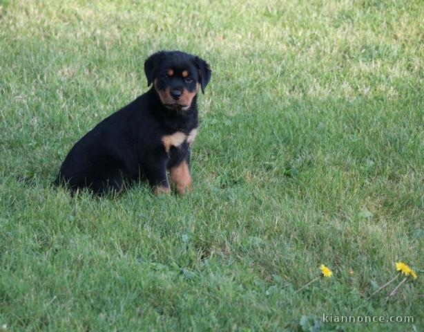 A donner chiot rottweiler 