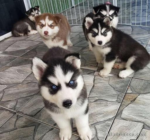 Adorables chiots Husky sibérien 