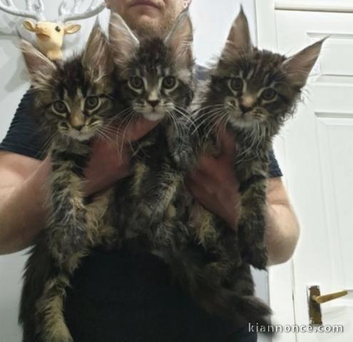 Adorable chaton main coon à donner