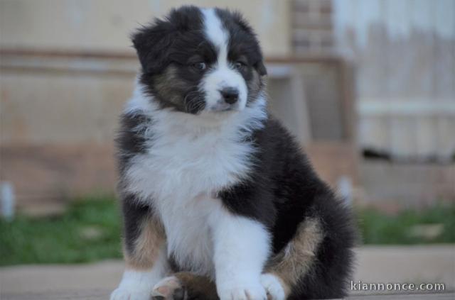 chiot berger australiens LOF a donner