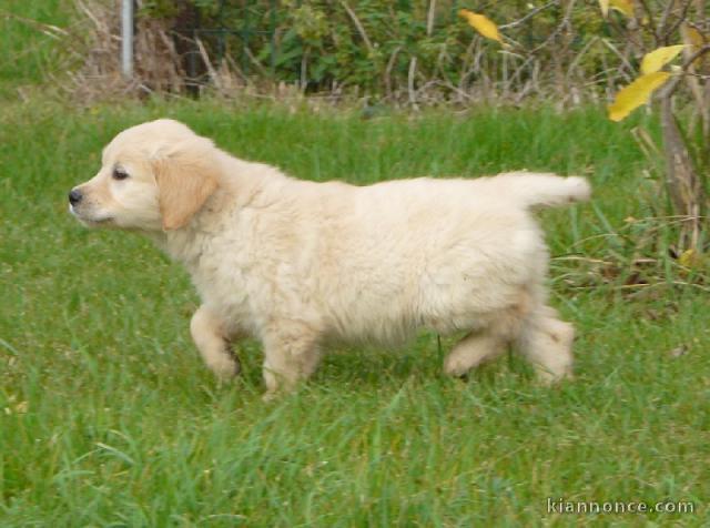 chiots golden retriever a donner