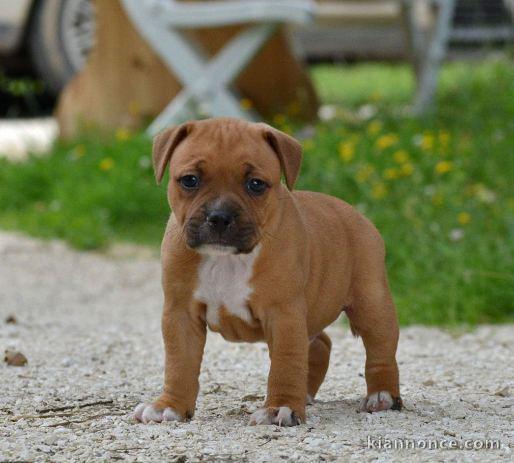 Chiots Staffordshire Bull Terrier LOF a donner