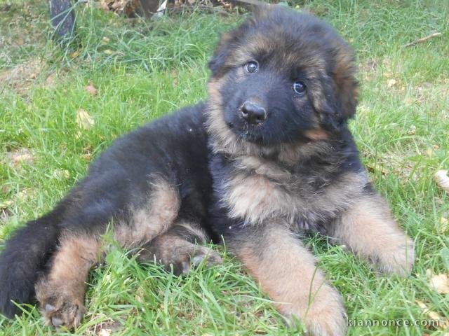 chiot Berger allemand LOF a donner