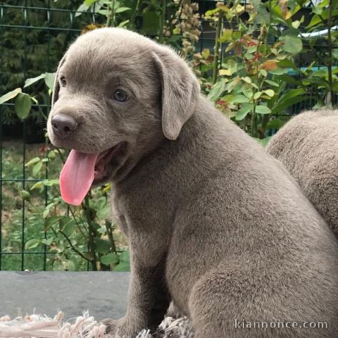 Chiots labradors lof a donner