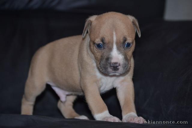 Chiot american staffordshire terrier lof a donner