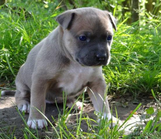 Chiot american staffordshire terrier lof a donner