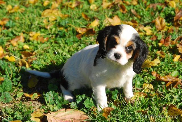 Chiots Cavaliers King Charles a donner