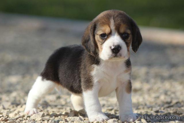 chiot Beagle a donner