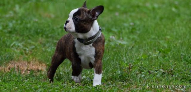 Chiot Boston Terrier  lof a donner