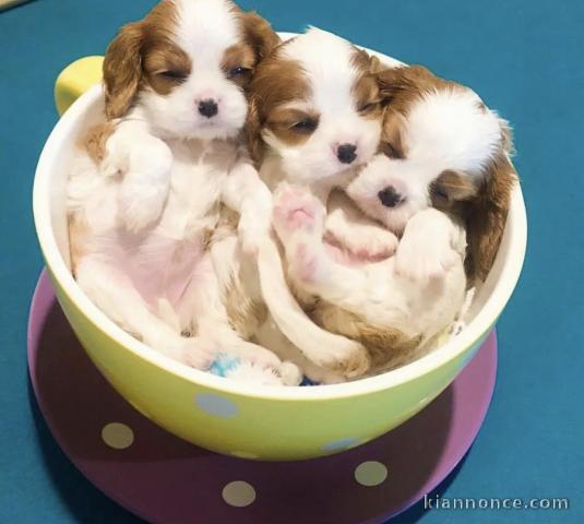 Magnifiques chiots cavalier king-charles 