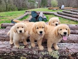 De beaux chiots Golden Retriever à adopter