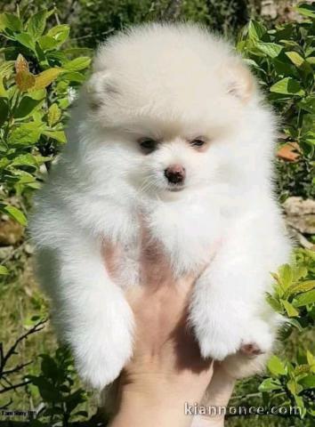 Adorable chiots Spitz nain 