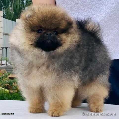 Adorable chiots Spitz nain 