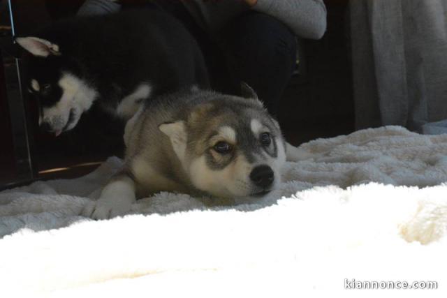 À donner chiots Husky sibérien 