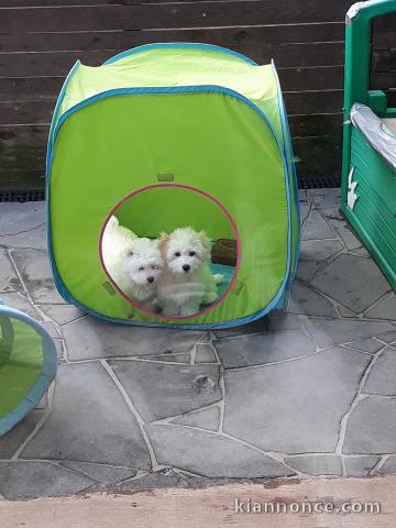 Adorables bébés Coton de Tuléar à donner